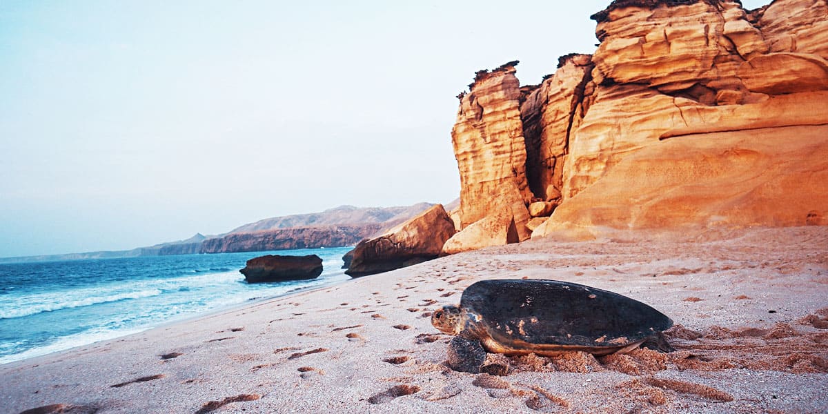 turtle reserve the ras al jinz reserve best things to do in oman instaomanvisa