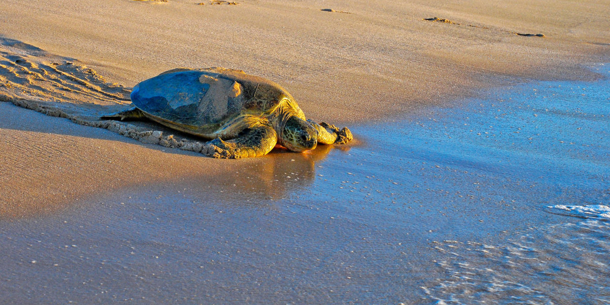 sight of turtles hatching at ras al jinz adventurous things to do in oman instaomanvisa